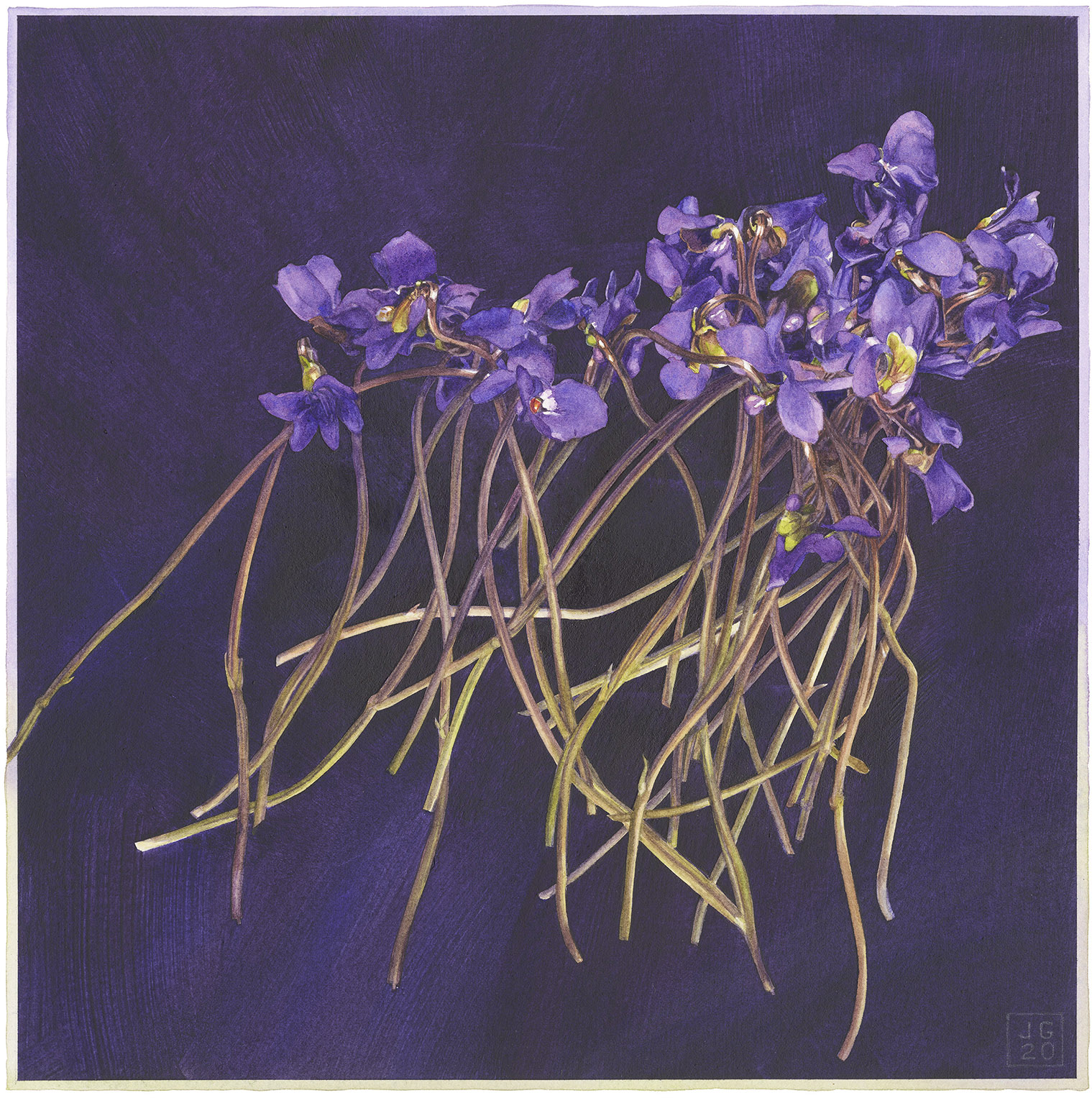 2400 Violets dancing