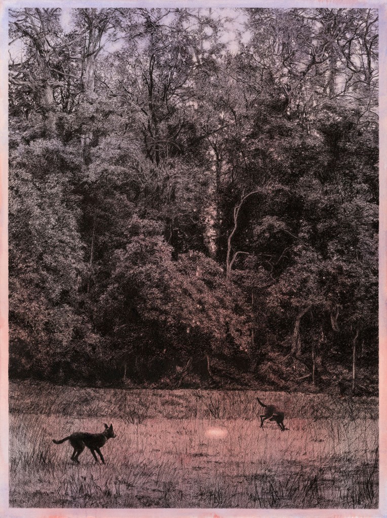 Grealy Jane_Black Dog 2_DDP22 copy